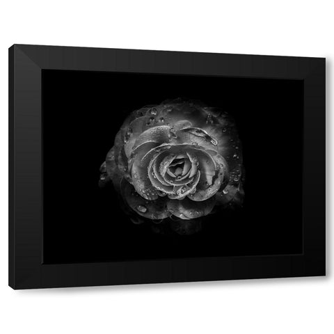 Backyard Flowers Black and White 64 Black Modern Wood Framed Art Print with Double Matting by Carson, Brian
