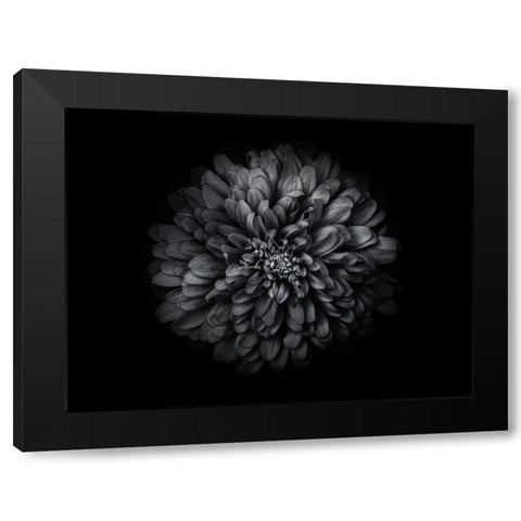 Backyard Flowers Black and White 68 Black Modern Wood Framed Art Print by Carson, Brian