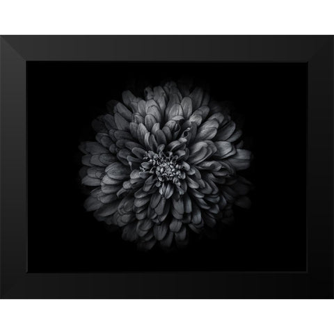 Backyard Flowers Black and White 68 Black Modern Wood Framed Art Print by Carson, Brian