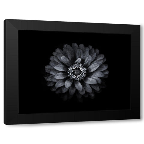 Backyard Flowers Black and White 69 Black Modern Wood Framed Art Print by Carson, Brian