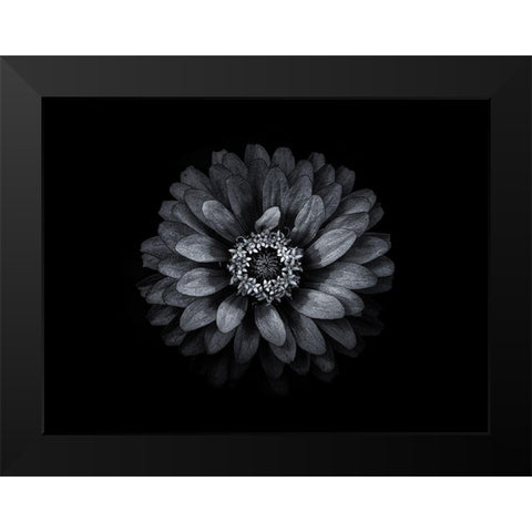 Backyard Flowers Black and White 69 Black Modern Wood Framed Art Print by Carson, Brian