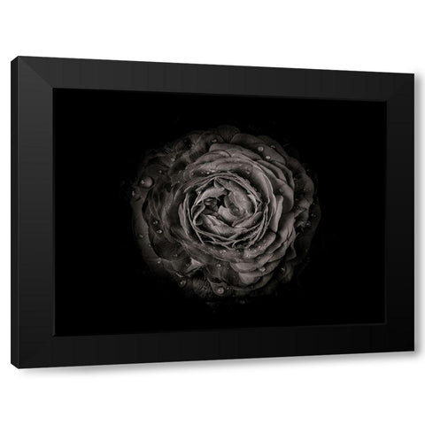 Backyard Flowers Black and White 73 Black Modern Wood Framed Art Print with Double Matting by Carson, Brian