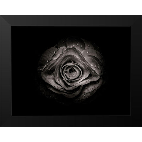 Backyard Flowers Black and White 74 Black Modern Wood Framed Art Print by Carson, Brian