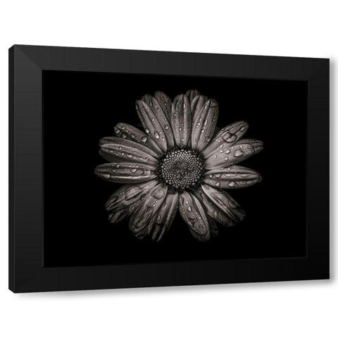 Backyard Flowers Black and White 78 Black Modern Wood Framed Art Print with Double Matting by Carson, Brian