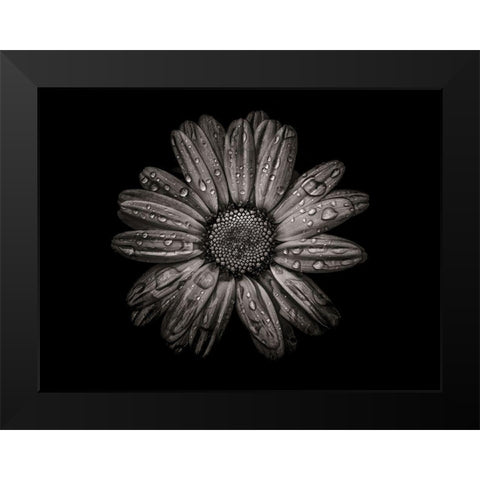 Backyard Flowers Black and White 78 Black Modern Wood Framed Art Print by Carson, Brian