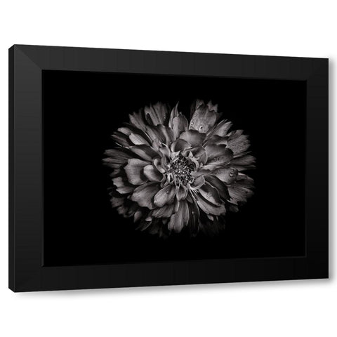 Backyard Flowers Black and White 79 Black Modern Wood Framed Art Print by Carson, Brian