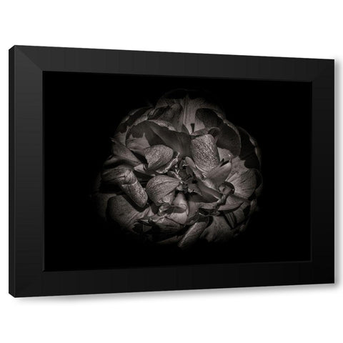 Backyard Flowers Black and White 80 Black Modern Wood Framed Art Print by Carson, Brian