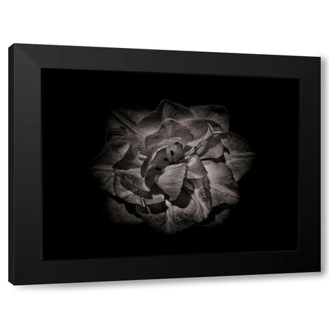 Backyard Flowers Black and White 81 Black Modern Wood Framed Art Print by Carson, Brian