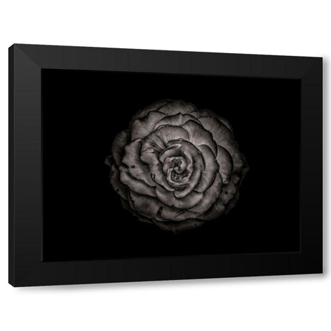 Backyard Flowers Black and White 85 Black Modern Wood Framed Art Print with Double Matting by Carson, Brian
