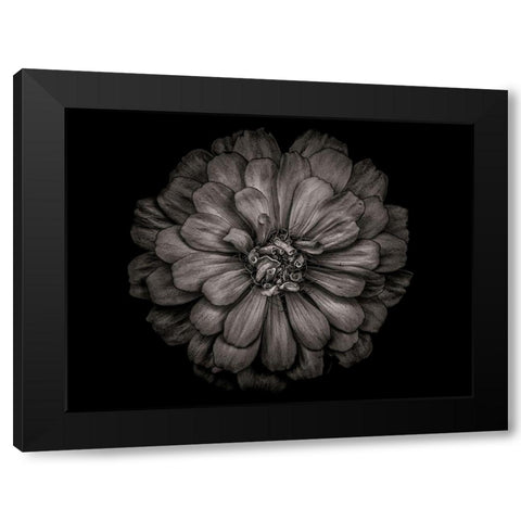Backyard Flowers Black and White 86 Black Modern Wood Framed Art Print by Carson, Brian