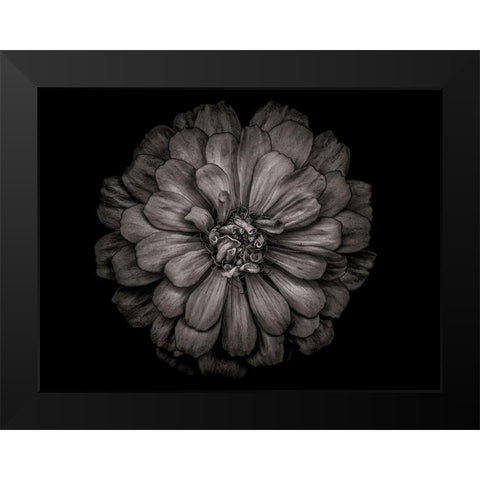 Backyard Flowers Black and White 86 Black Modern Wood Framed Art Print by Carson, Brian