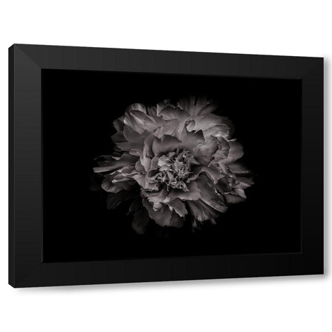 Backyard Flowers Black and White 90 Black Modern Wood Framed Art Print by Carson, Brian