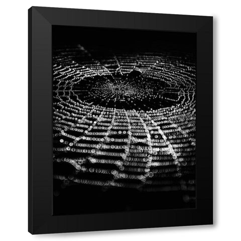 Spiderweb No 1 Black Modern Wood Framed Art Print with Double Matting by Carson, Brian