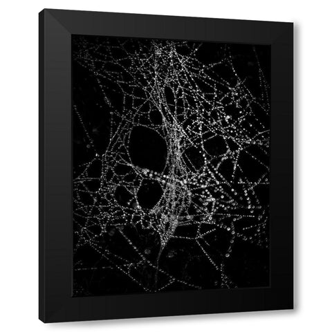 Spiderweb No 4 Black Modern Wood Framed Art Print with Double Matting by Carson, Brian