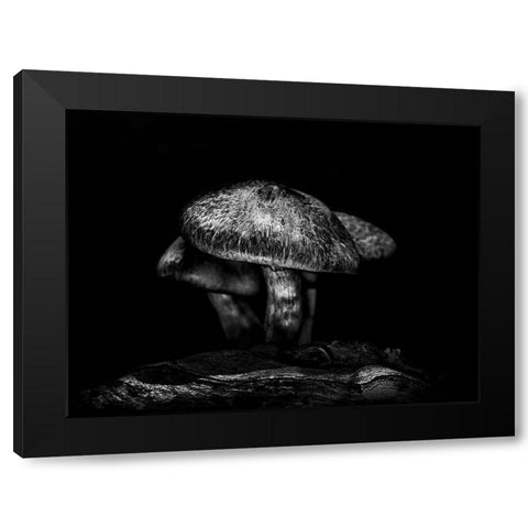 Toadstools on a Toronto Trail No 1 Black Modern Wood Framed Art Print with Double Matting by Carson, Brian