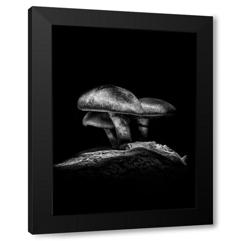 Toadstools on a Toronto Trail No 3 Black Modern Wood Framed Art Print by Carson, Brian