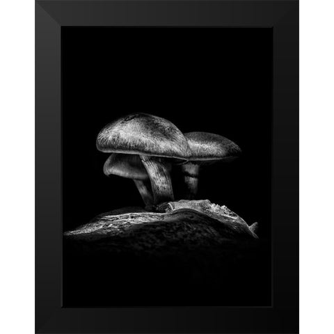 Toadstools on a Toronto Trail No 3 Black Modern Wood Framed Art Print by Carson, Brian