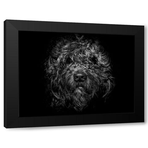 Ziggy Portrait Black Modern Wood Framed Art Print by Carson, Brian