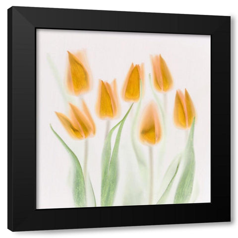 Golden Tulips Black Modern Wood Framed Art Print by Haslam, Brian