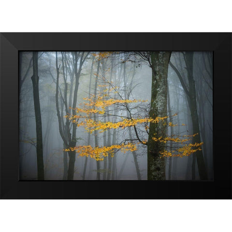 Beech Forest in Autumn Black Modern Wood Framed Art Print by Zocchi, Alessandro