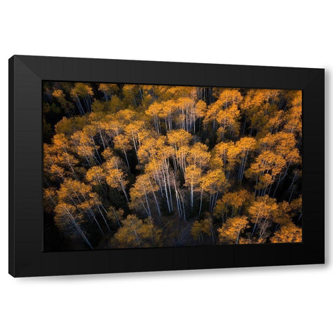 Aspen in Autumn Black Modern Wood Framed Art Print with Double Matting by Xu, Mei