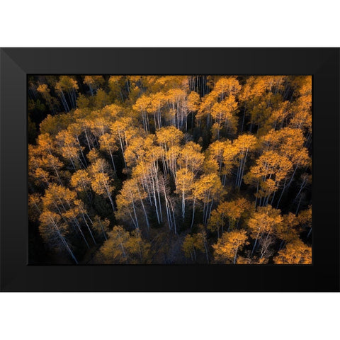 Aspen in Autumn Black Modern Wood Framed Art Print by Xu, Mei