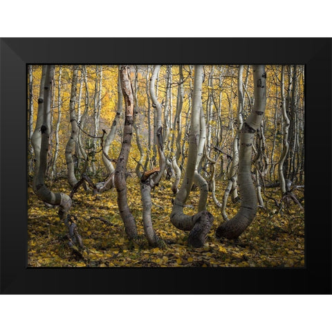 Crooked Aspen Black Modern Wood Framed Art Print by Li, Alex