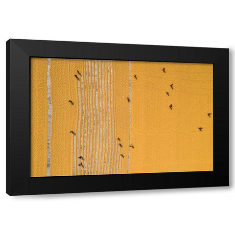 Drying rice under sunlight Black Modern Wood Framed Art Print with Double Matting by Khan Ronnie, Azim