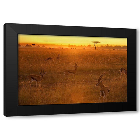 Morning Black Modern Wood Framed Art Print by Chang, Phillip