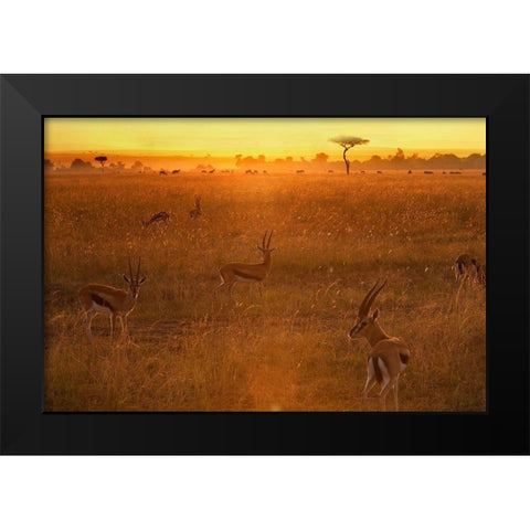 Morning Black Modern Wood Framed Art Print by Chang, Phillip