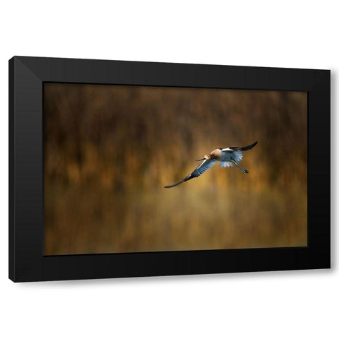 American Avocet Black Modern Wood Framed Art Print by Chang, Phillip