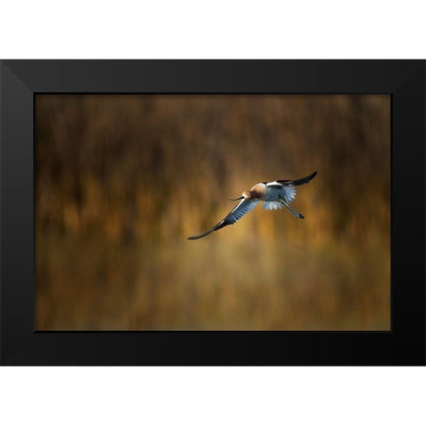 American Avocet Black Modern Wood Framed Art Print by Chang, Phillip