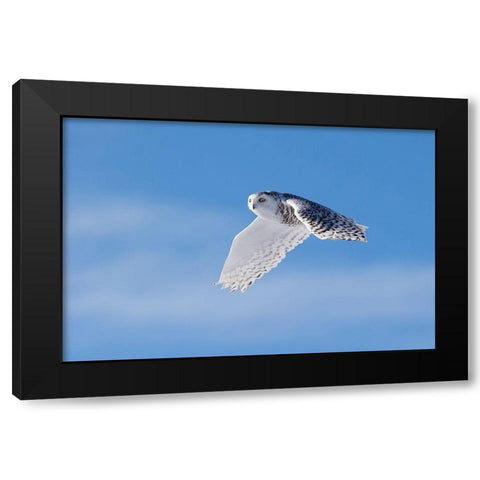Snowy Owl Black Modern Wood Framed Art Print with Double Matting by Chang, Phillip