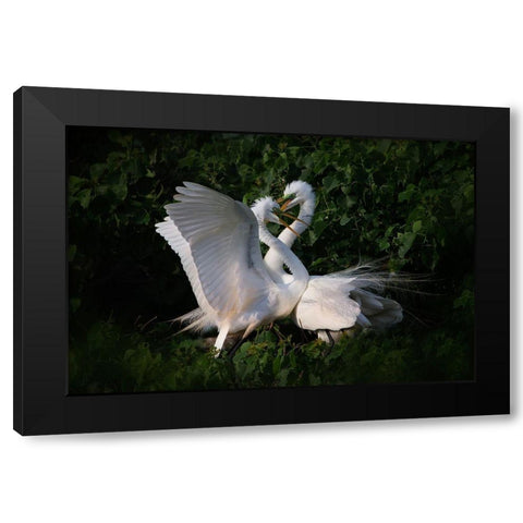 Love is in the air Black Modern Wood Framed Art Print by Chang, Phillip