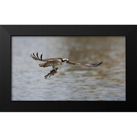 Successful catch Black Modern Wood Framed Art Print by Chang, Phillip