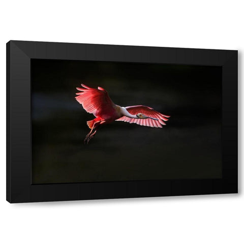 Fying home Black Modern Wood Framed Art Print by Chang, Phillip