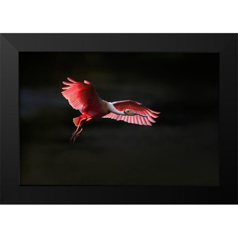 Fying home Black Modern Wood Framed Art Print by Chang, Phillip