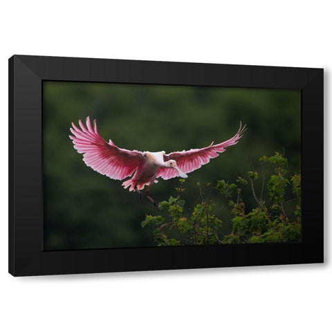 Landing Black Modern Wood Framed Art Print by Chang, Phillip