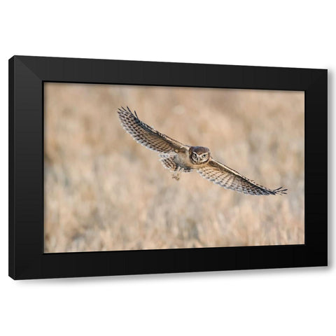Baby Burrowing Owl Black Modern Wood Framed Art Print by Chang, Phillip