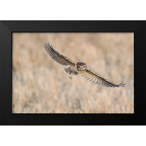 Baby Burrowing Owl Black Modern Wood Framed Art Print by Chang, Phillip