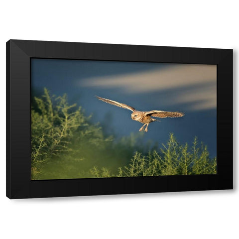 Burrowing owl Black Modern Wood Framed Art Print by Chang, Phillip