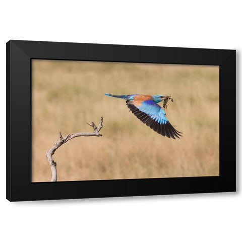 The Roller Black Modern Wood Framed Art Print with Double Matting by Chang, Phillip