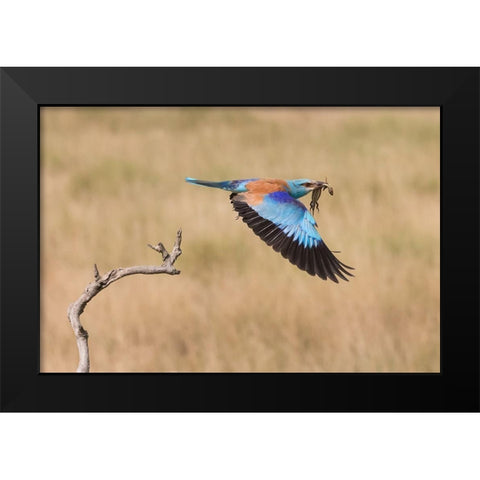 The Roller Black Modern Wood Framed Art Print by Chang, Phillip