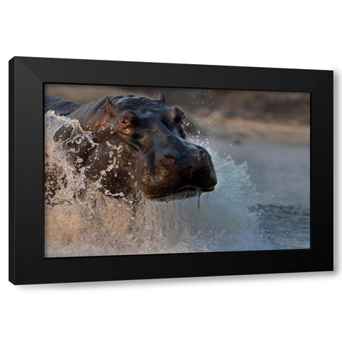 The Hippo Black Modern Wood Framed Art Print by Chang, Phillip