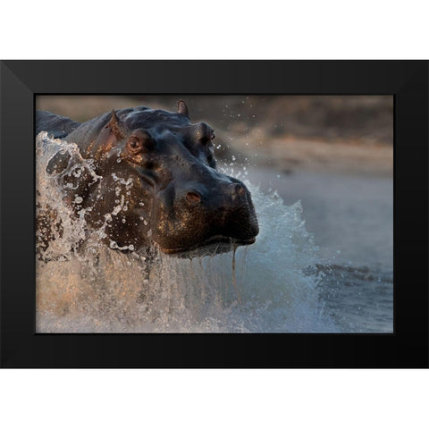 The Hippo Black Modern Wood Framed Art Print by Chang, Phillip