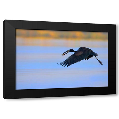 Openbill stork Black Modern Wood Framed Art Print by Chang, Phillip