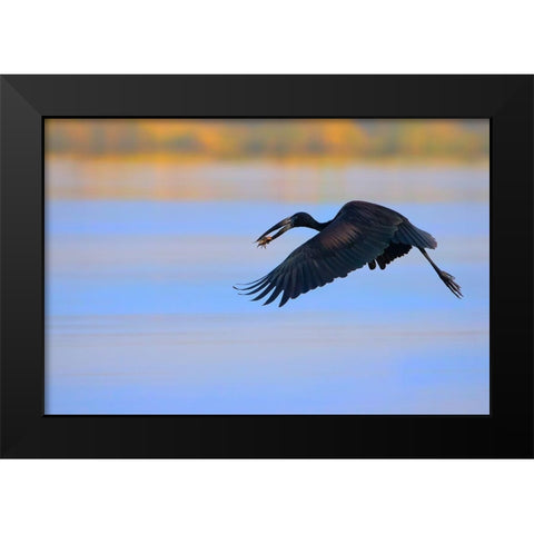 Openbill stork Black Modern Wood Framed Art Print by Chang, Phillip