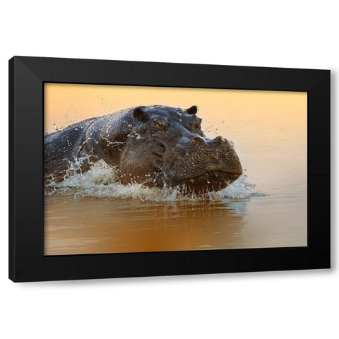 The rise of the hippo Black Modern Wood Framed Art Print by Chang, Phillip