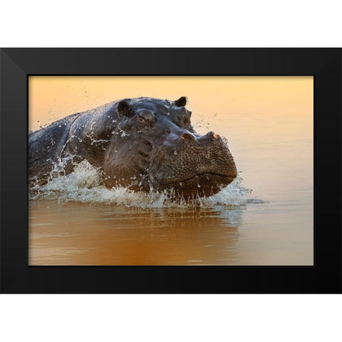 The rise of the hippo Black Modern Wood Framed Art Print by Chang, Phillip