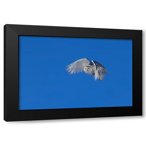 Snowy Owl Black Modern Wood Framed Art Print by Chang, Phillip